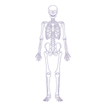 Line drawing of a human skeleton without background